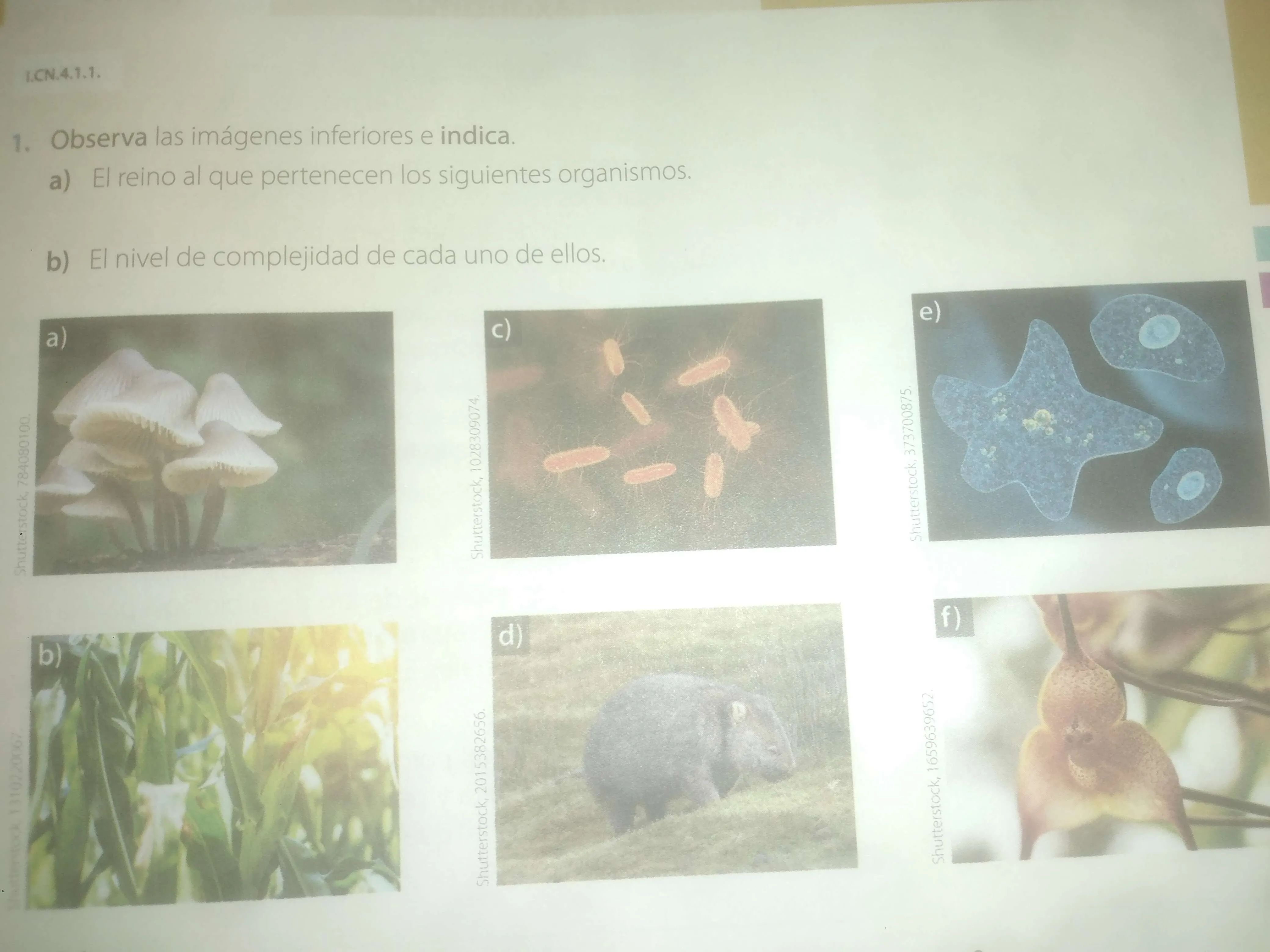 Reinos y complejidad de los organismos