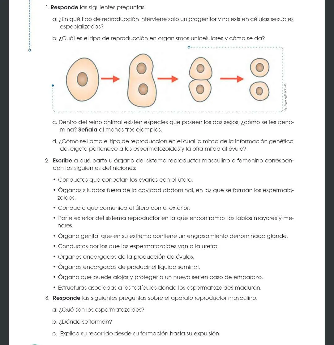 Reproducción y sistema reproductor en seres vivos